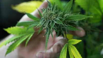 ilustrasi ganja. shutterstock