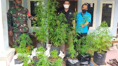 Kepala BNN Kota Tasik: Diduga Ada Ladang Ganja di Kadipaten Tasikmalaya