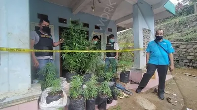 BNN Kota Tasik Gerebek Pemilik Puluhan Batang Ganja
