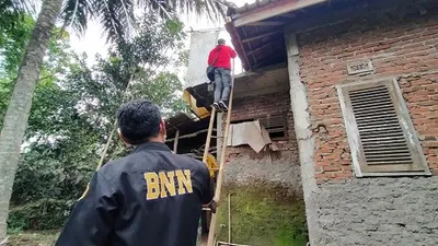 Petugas BNN mengamankan puluhan batang pohon ganja dari atas dak belakang rumah tersangka M di Kampung Cisirah, Desa Cibahayu, Kecamatan Kadipaten, Kabupaten Tasikmalaya, Selasa (20/10/2020. (AyoTasik.com/Heru Rukanda)