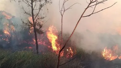 Petugas memadamkan api yang membakar hutan Gunung Welirang di Mojokerto./SINDONews