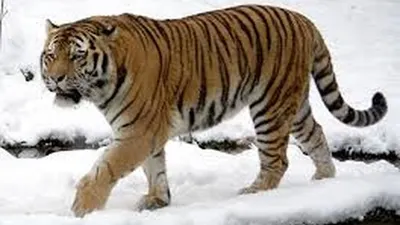 Harimau Siberia (Wikipedia)