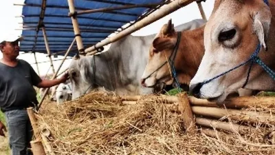 Walkot Depok Larang Hewan Kurban Dijual di Pinggir Jalan