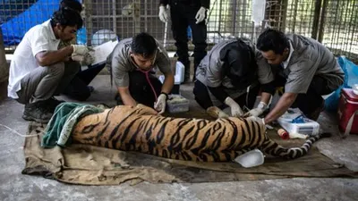Ilustrasi--Tim dokter hewan memerika kesehatan seekor Harimau Sumatera (Panthera tigris sumatrae) bernama Antan Bintang sebelum dilepasliarkan di PR-HSD Yayasan ARSARI, Dhamasraya, Sumatera Barat, Senin (29/7/2019). Kementerian Lingkungan Hidup bersama Pusat Rehabilitasi Harimau Sumatera Dharmasraya - Yayasan ARSARI Djojohadikusumo (PR-HSD Yayasan ARSARI) melepasliarkan sepasang Harimau Sumatera terdari dari satu ekor Harimau betina bernama Bonita dan satu ekor Harimau jantan bernama Antan Bintang ke kawasa