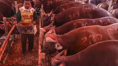 88.531 Hewan Kurban di Jakarta Dinyatakan Aman