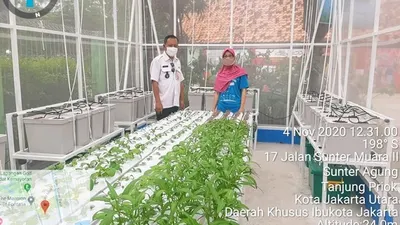 Pertanian perkotaan tanaman hidroponik rumah kaca Kelurahan Sunter Agung/utara.jakarta.go.id