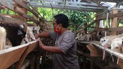 Jaga kondisi ternak jelang Iduladha, Dompet Dhuafa kunjungi mitra ternak di Cilegon (Dok Dompet Dhuafa)