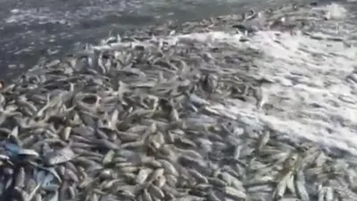 Ratusan Ikan Terdampar di Laut Maluku, Ini Penjelasan BNPB