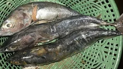 Ikan tongkol BPNT Kemensos PKH yang di bagikan untuk penerima manfaat kecamatan Blado. (dok)