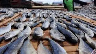 Ikan Berformalin Ditemukan di Pasar Benhil
