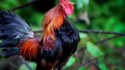ilustrasi ayam jantan.  (Flickr)