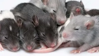 Kegiatan Ini Beresiko Terjangkit Hantavirus