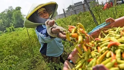 [ilustrasi] urban farming (dok: republika)