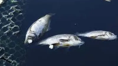 Ilustrasi ikan mati (dok)