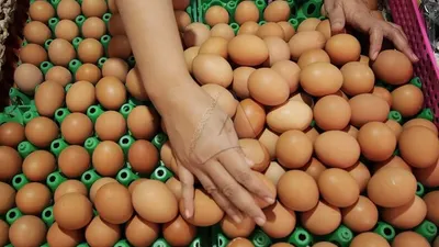 Telur Infertil Layak Dikonsumsi, tapi Dilarang Diperjualbelikan di Warung