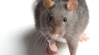 Wabah Corona Belum Selesai, China Laporkan Kematian Virus dari Tikus