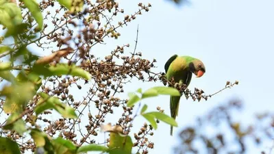 Populasi burung betet biasa (psittacula alexandri) di kawasan Monas, Jakarta. (Dokumen Jakarta Birdwatcher Society)