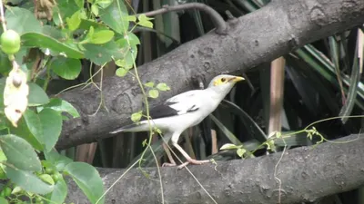 opulasi burung jalak putih (Sturnus melanopterus) di habitatnya di Suaka Margasatwa Muara Angke, Jakarta. (Dok. Jakarta Birdwatcher Society)
