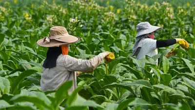 Kebun tembakau. (Shutterstock)