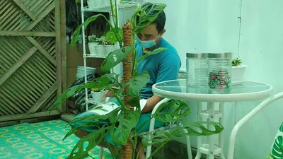 tanaman hias janda bolong yang tengah naik daun. (Ayotasik/Irpan Wahab)