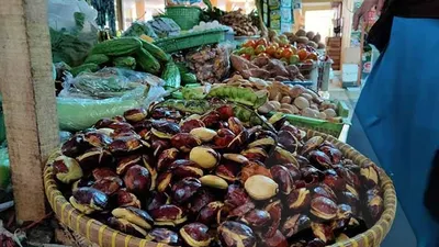 Harga jengkol naik 100 persen di Cirebon. (Ayocirebon/Erika Lia)