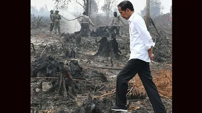 Presiden Jokowi saat meninjau  lokasi karhutla di Desa Merbau, Kecamatan Bunut, Kabupaten Pelalawan, Kota Pekanbaru, Selasa (17/9/2019)/Biro Pers, Media, dan Informasi Sekretariat Presiden