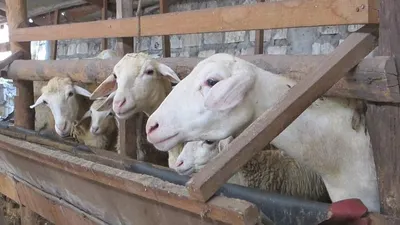 Hewan ternak, kambing (Gdorganic.com)