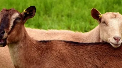 Ilustrasi  Kambing. (Pixabay/Ulrike Leone)