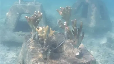 Tambal sulam bibit karang di Perairan Kepulauan Seribu/pulauseribu.jakarta.go.id