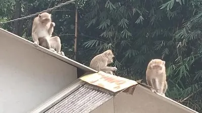 Kawanan monyet liar masuk ke peRmukiman warga di Kampung Andir, Desa Cikahuripan, Kecamatan Lembang, Kabupaten Bandung Barat beberapa hari terakhir. Meski tidak menyerang ke warga, namun keberadaannya meresahkan masyarakat sebab sering mengambil barang warga seperti makanan dan pakaian. (ist)