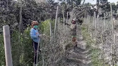 Kondisi ladang warga di Kecamatan Namanteran Kabupaten Karo, Sumatera Utara tertutup abu erupsi Gunung Sinabung. [Istimewa]