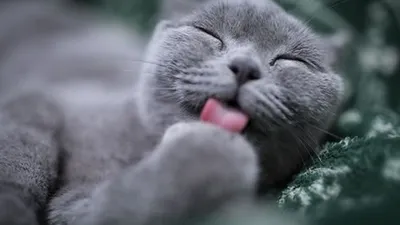 Ilustrasi kucing (dok)