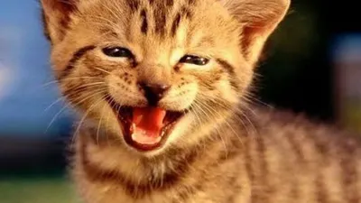 Kok Bisa Kucing Rentan Tertular Covid-19? Begini Penjelasan Guru Besar Unair