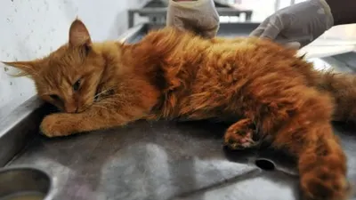 Petugas Puskeswan Dinas Peternakan Provinsi Banten menyuntik seekor kucing dengan vaksin anti rabies di Serang, Banten, Senin (22/7/2019). Guna mencegah penyebaran penyakit rabies Pemda setempat mencanangkan vaksinasi rabies secara gratis untuk hewan peliharaan seperti kucing dan anjing. ANTARA FOTO/Asep Fathulrahman/aww.