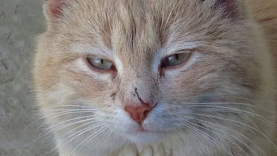 Ilustrasi Kucing (pixabay)