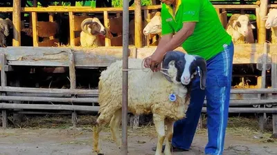 Hewan kurban yang dijual Sambudi. (Ayocirebon/Erika Lia)