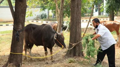 Sapi yang diserahkan pada Pemkab Bekasi untuk dikurbankan dan disalurkan bagi masyarakat/Humas Pemkab Bekasi