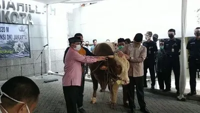 Gubernur Anies Baswedan menyerahkan sapi kurban di Masjid Fatahillah, Balai Kota, Jumat (31/7/2020). (Suara.com/Fakhri Fuadi)