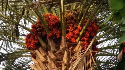 Kurma,  salah satu makanan saat berbuka puasa. (dok)