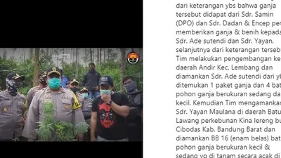 Penyisiran ladang ganja yang dilakukan Polres Cimahi/ instagram: @cimahipolres