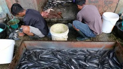 Pengelola RPTRA Smart membudidayakan berbagai jenis sayuran dan ikan lele (barat.jakarta.go.id)