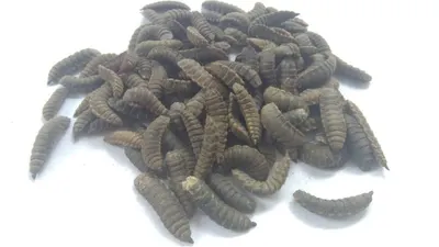 Ilustrasi maggot. (maggotbsf.com)