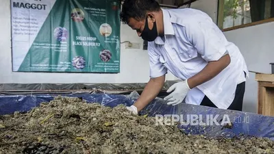Petugas memberi makan ulat Maggot yang dibudidayakan di kawasan Pesanggrahan, Jakarta, Rabu (22/7/2020). Budidaya ulat Maggot yang dapat mengurai sampah organik itu sebagai salah satu cara untuk mengatasi permasalahan banyaknya limbah rumah tangga yang disalurkan ke tempat pembuangan akhir. Dalam satu hari, 66 gram ulat Maggot dapat menghabiskan dua kwintal sampah organik. Republika/Putra M. Akbar