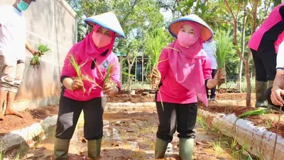 Miniatur percontohan sistem minapadi di lahan seluas 30 meter persegi/dok: utara.jakarta.go.id