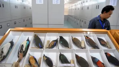 Koleksi burung yang telah diawetkan milik Museum Zoologi, Widyasatwaloka, Cibinong/Antara