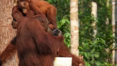 Anak orangutan melihat ke arah orangutan dewasa di gendongan induknya, saat datang ke tempat pemberian makan di Camp Leakey, Taman Nasional Tanjung Puting.  Foto: Republika/Hazliansyah