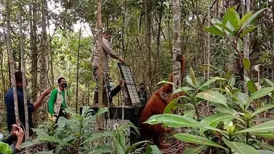 Orangutan dilepasliarkan di Cagar Alam Dolok Sipirok. [Foto: Istimewa)
