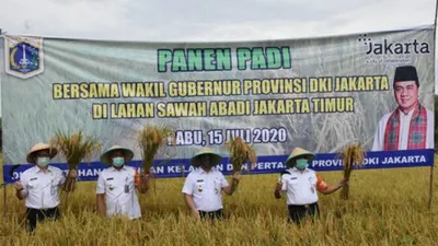Eh, Di Jakarta Masih Ada Sawah Padi, Tiap Tahun Panen Lho