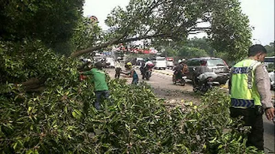Hingga Oktober, 6.831 Pohon Rawan Tumbang di Jakut Dipangkas