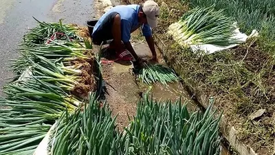 Petani di Desa Lebak Muncang, Kecamatan Ciwidey, Kabupaten Bandung, merasakan dampak dari pandemi Covid-19. (Ayobandung/Eneng Reni)